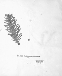 Calyptospora columnaris image